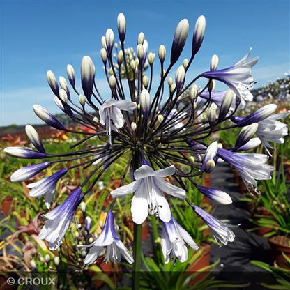AGAPANTHUS x   'Fireworks®'