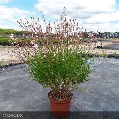 GAURA lindheimeri 'Whirling Butterflies'