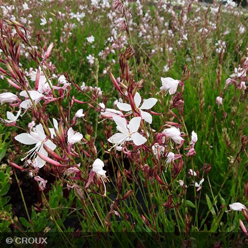 GAURA lindheimeri 'Whirling Butterflies'