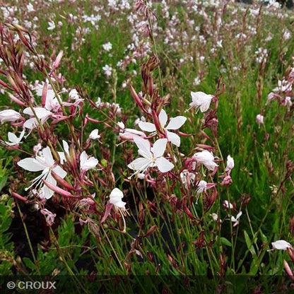 GAURA lindheimeri 'Whirling Butterflies'