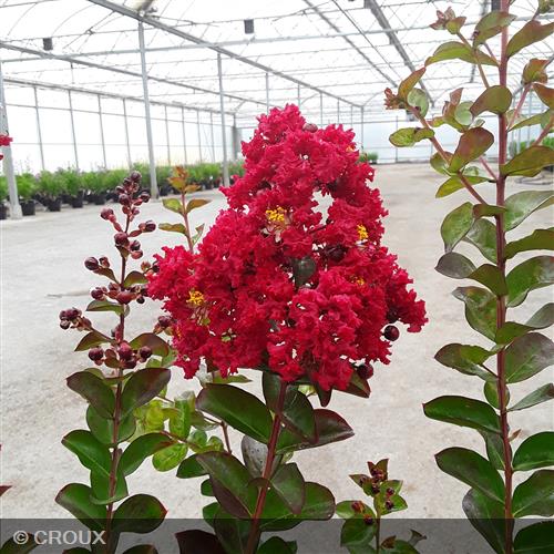 LAGERSTROEMIA indica 'Dynamite'