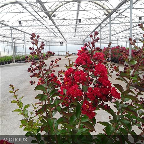 LAGERSTROEMIA indica 'Dynamite'
