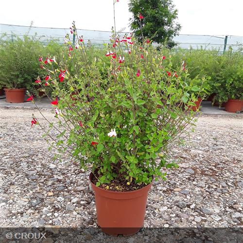 SALVIA microphylla 'Hotlips'