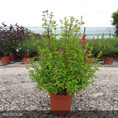 SALVIA  microphylla  'Grahamii Rouge'