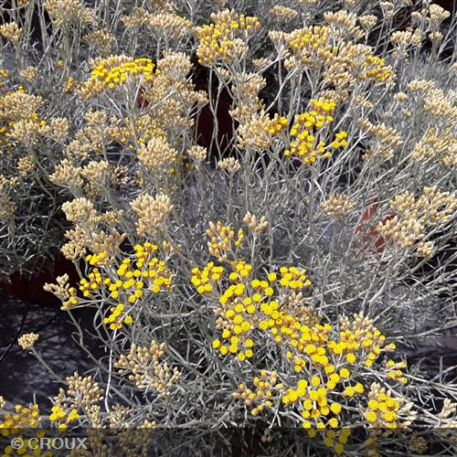 HELICHRYSUM italicum ssp 'Serotinum'