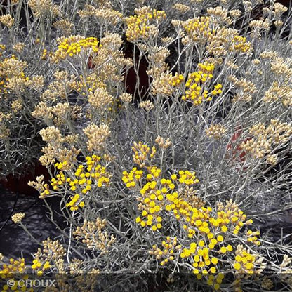 HELICHRYSUM italicum ssp 'Serotinum'