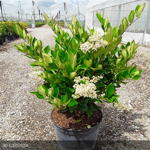 LIGUSTRUM japonicum 'Texanum'