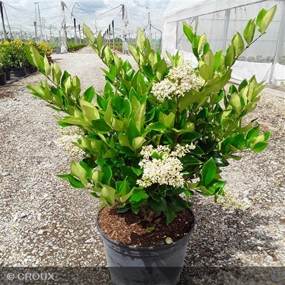 LIGUSTRUM japonicum 'Texanum'