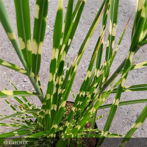 MISCANTHUS sinensis 'Strictus'