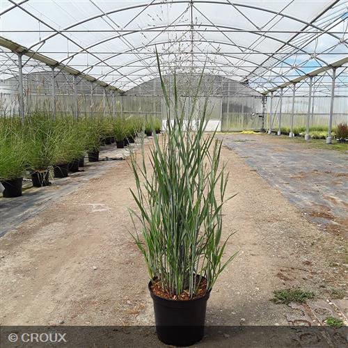 PANICUM virgatum 'Heavy Metal'