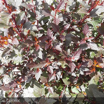 PHYSOCARPUS opulifolius 'Little Joker®'