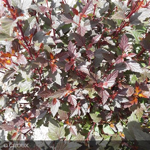 PHYSOCARPUS opulifolius 'Little Joker®'