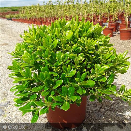 PITTOSPORUM tobira 'Nanum'