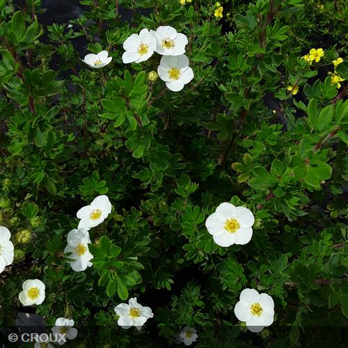 POTENTILLA  fruticosa 'Abbotswood'