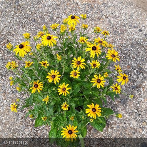 RUDBECKIA fulgida 'Godlsturm'