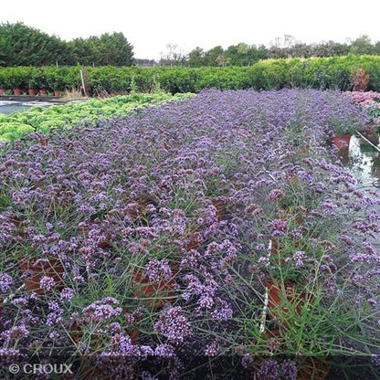 VERBENA bonariensis 'Lollipop®'