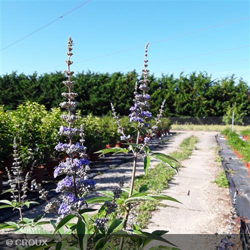 VITEX agnus-castus 'Latifolia'