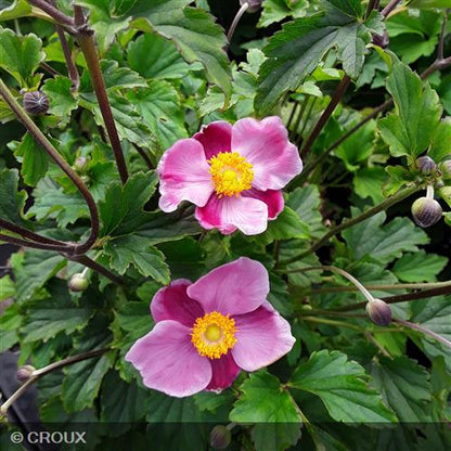 ANEMONE hupehensis 'Praecox'