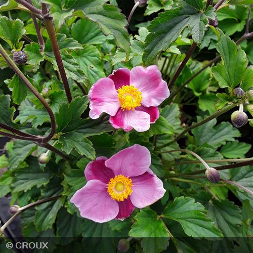 ANEMONE hupehensis 'Praecox'