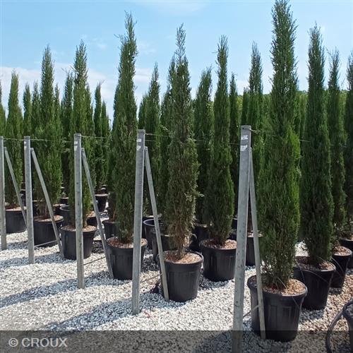 CUPRESSUS sempervirens 'Stricta'