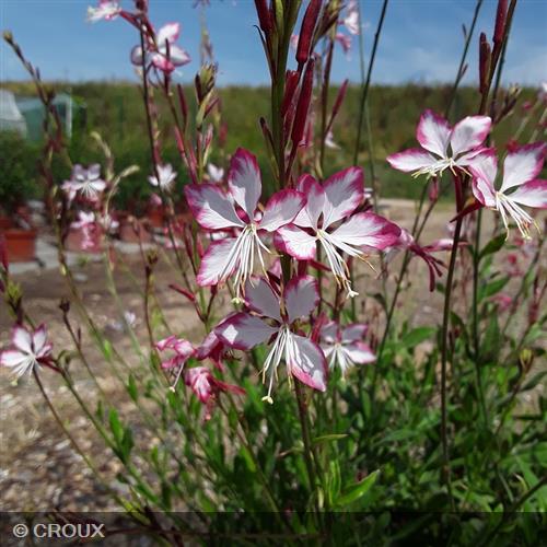 GAURA lindheimeri 'Rosy Jane®'