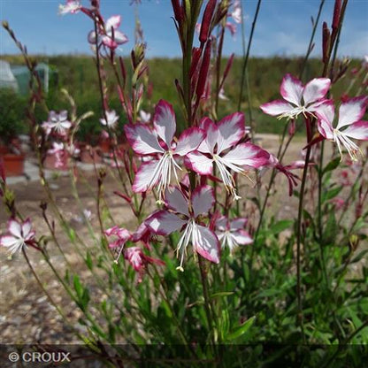 GAURA lindheimeri 'Rosy Jane®'