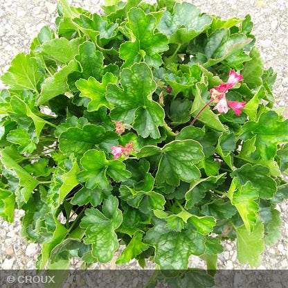 HEUCHERA 'Pluie de Feu®'