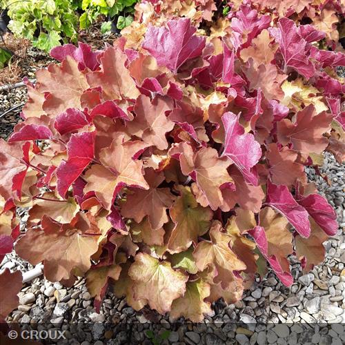 HEUCHERA 'Caramel®'