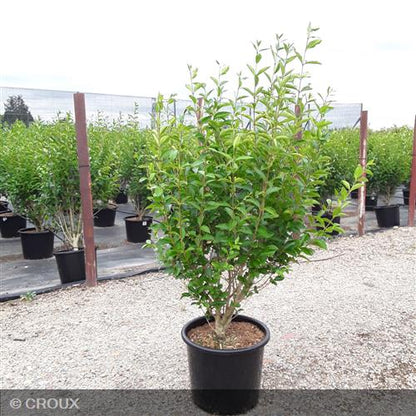 LIGUSTRUM  ovalifolium