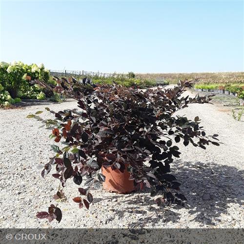 LOROPETALUM chinense 'Fire Dance'