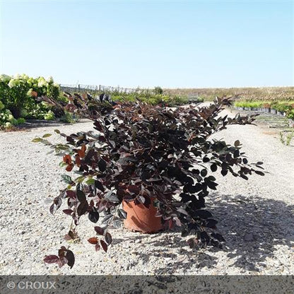 LOROPETALUM chinense 'Fire Dance'
