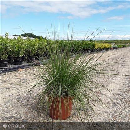 MUHLENBERGIA capillaris