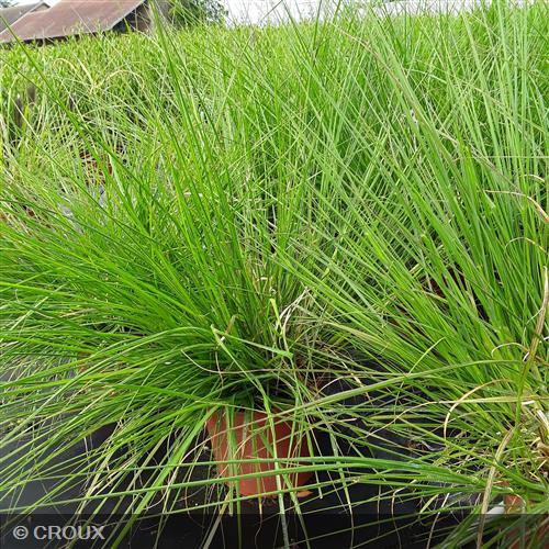 PENNISETUM alopercuroides 'Compressum'