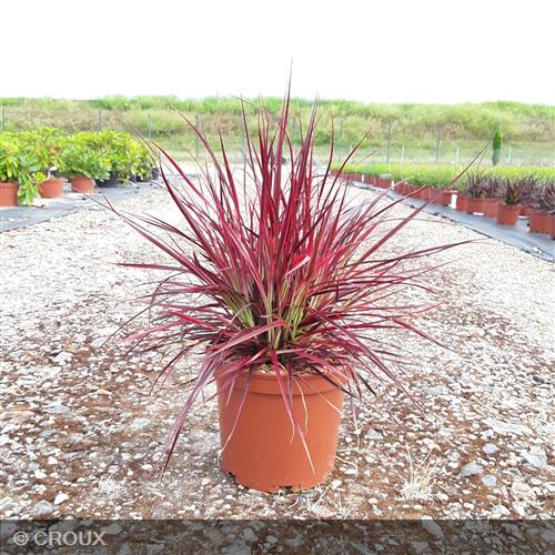 PENNISETUM setaceum 'Fireworks®'