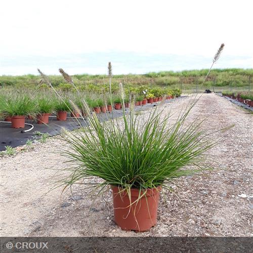 PENNISETUM alopercuroides 'Hameln'