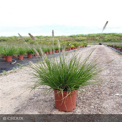 PENNISETUM alopercuroides 'Hameln'