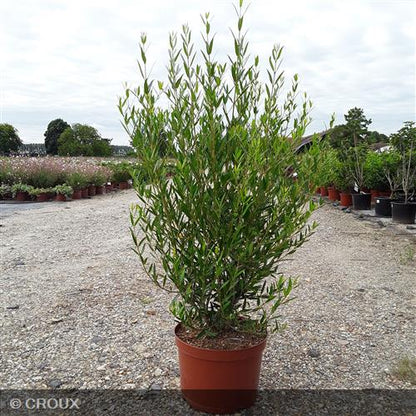PHILLYREA angustifolia