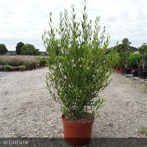 PHILLYREA angustifolia