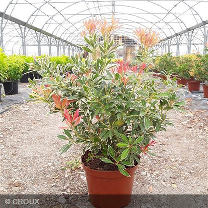 PIERIS japonica 'Flaming Silver'