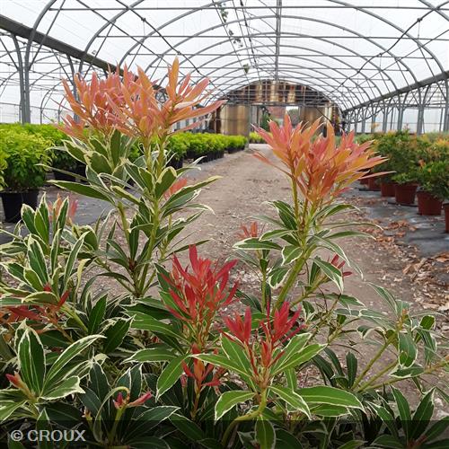 PIERIS japonica 'Flaming Silver'