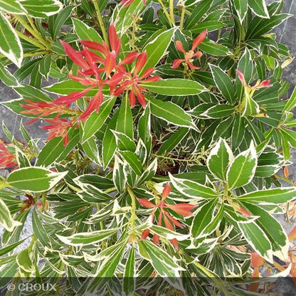 PIERIS japonica 'Flaming Silver'