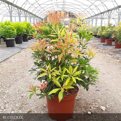 PIERIS japonica 'Forest Flame'