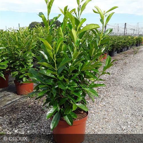 PRUNUS laurocerasus 'Fontanette'
