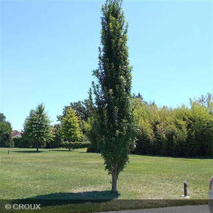 QUERCUS palustris 'Green Pillar'
