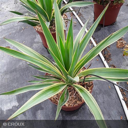 YUCCA gloriosa 'Variegata'