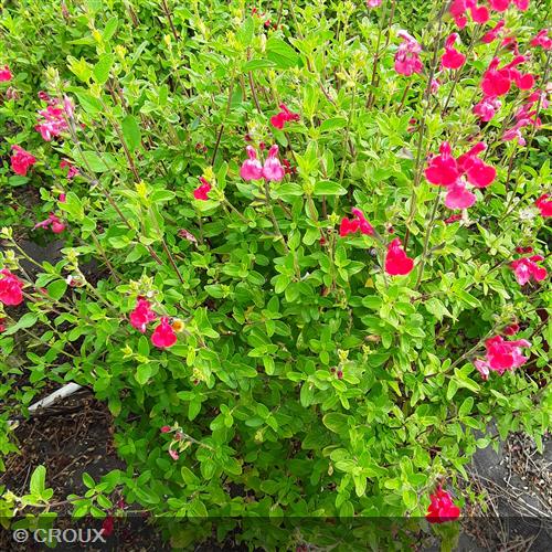 SALVIA  microphylla  'Grahamii Rouge'