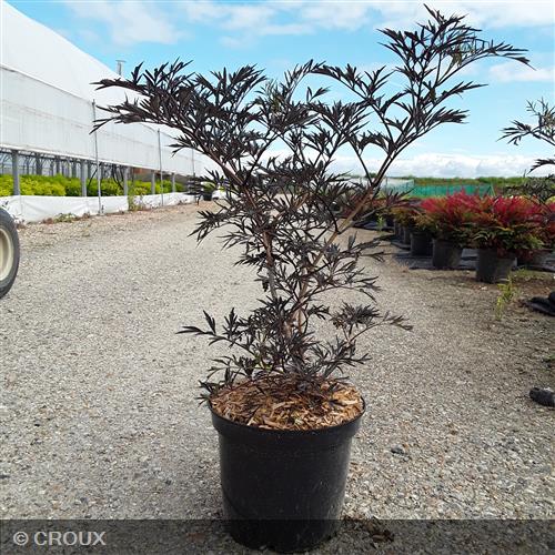 SAMBUCUS nigra 'Black Lace' ® eva