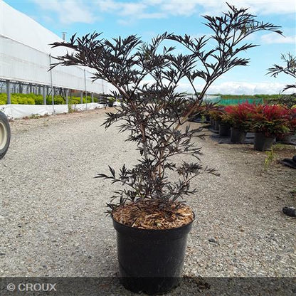 SAMBUCUS nigra 'Black Lace' ® eva