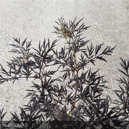 SAMBUCUS nigra 'Black Lace' ® eva