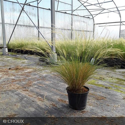 STIPA tenuifolia Pony tails